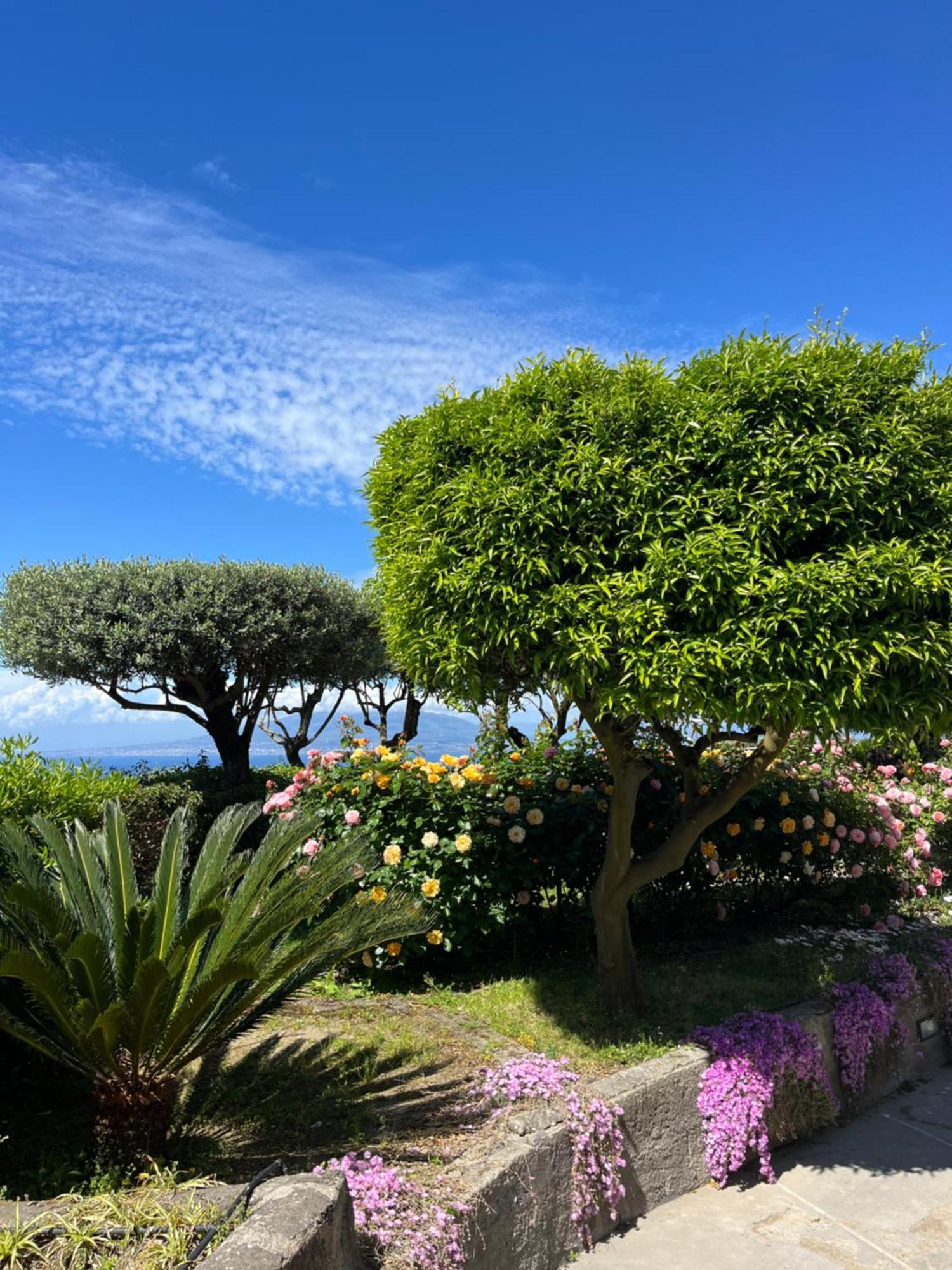 Sorrento Olive Tree Garden Hotell Eksteriør bilde